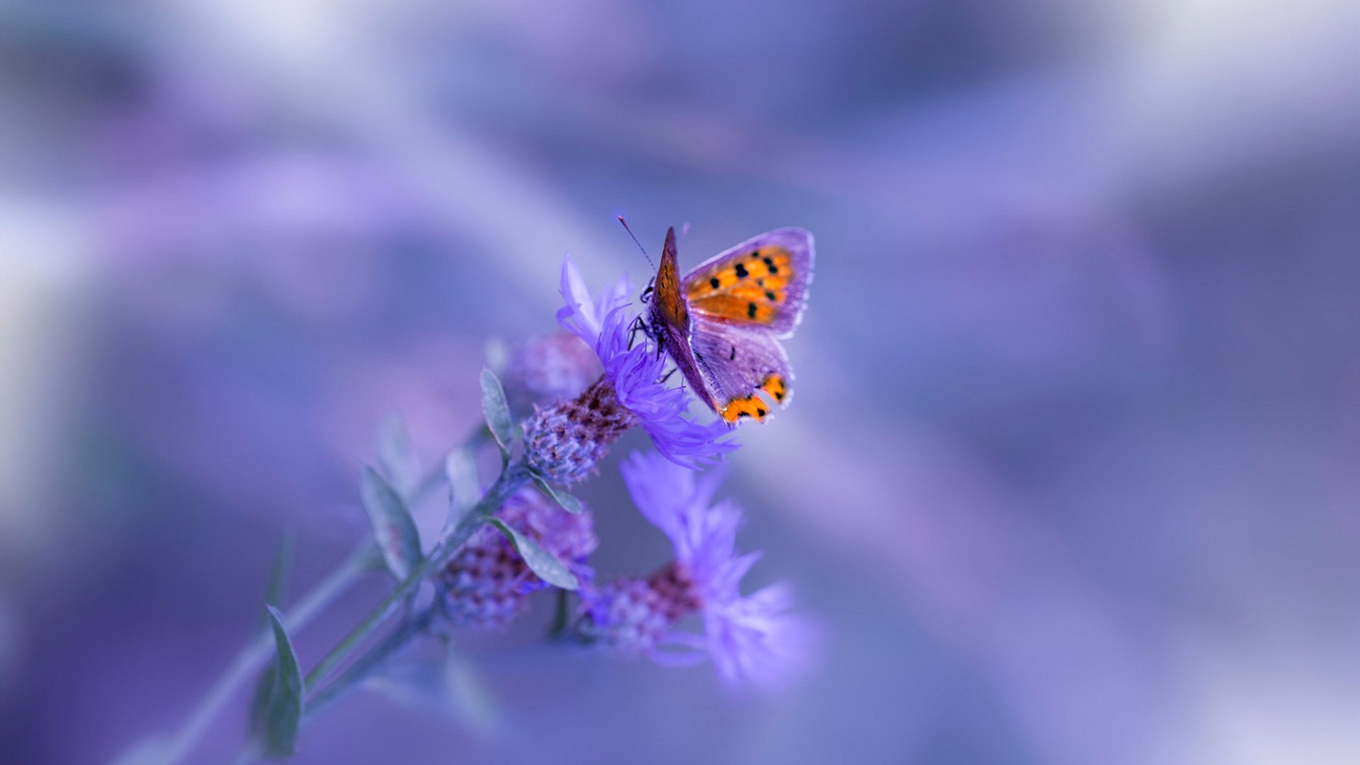 跨洋对决，浙江队迎战凯尔特人，拉梅洛关键战不手软